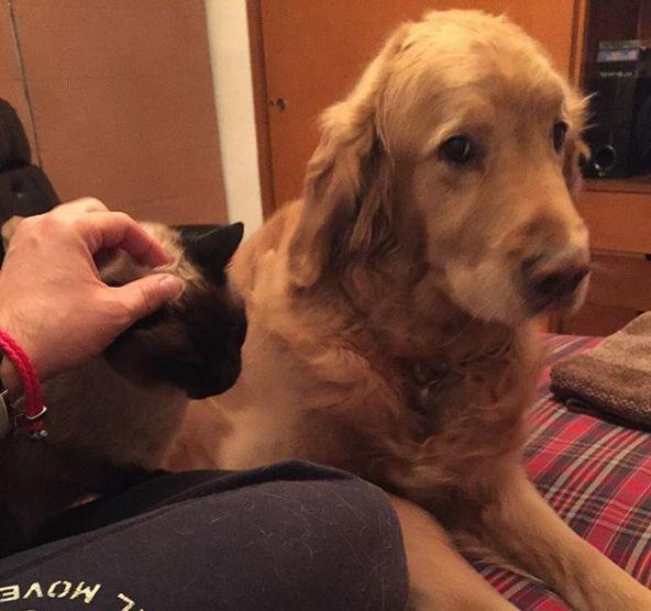 Un perro está celoso de otro perro