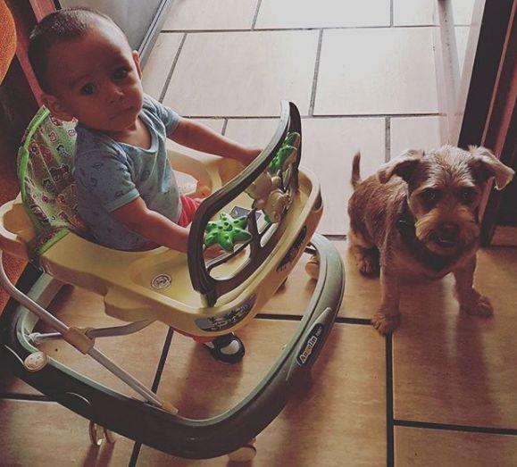 El perro está celoso del niño
