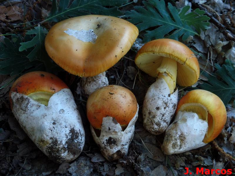 Amanita caesarea. Crédito Javier Marcos.