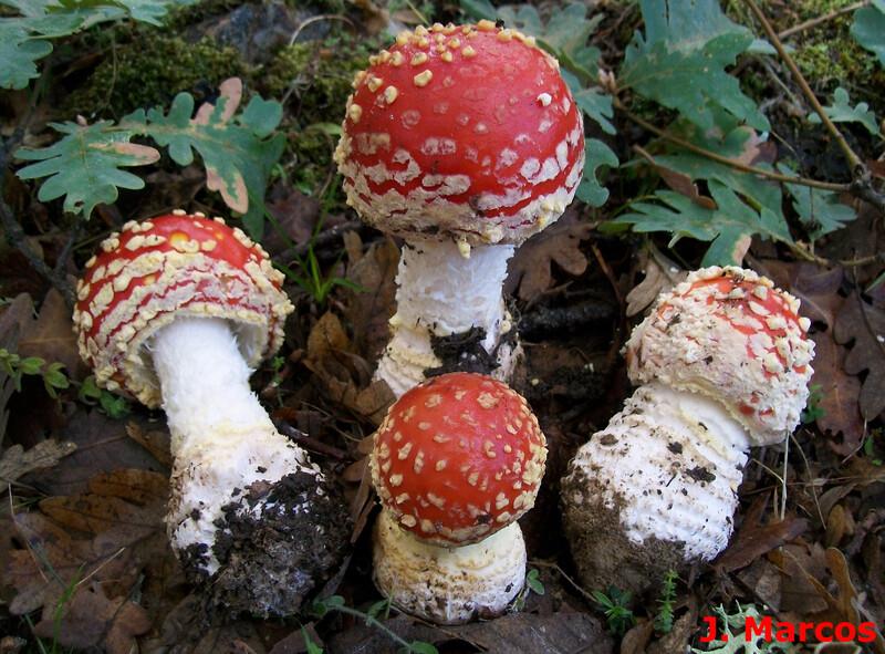 Amanita muscaria f. flavivolvata. Crédito Javier Marcos.