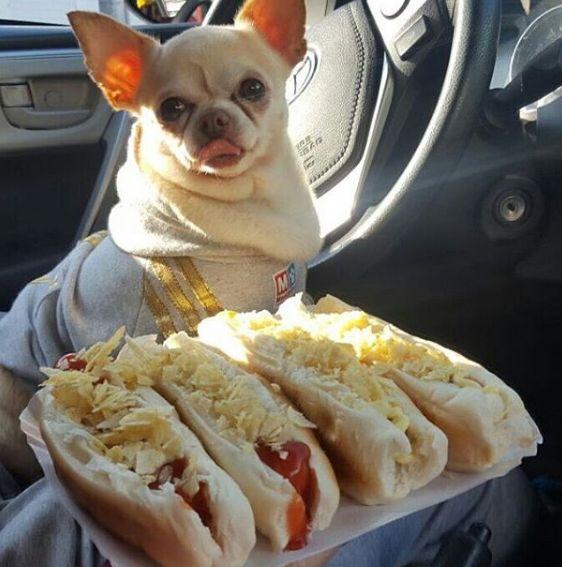 Comida de mesa para perros - equilibrar las calorías correctamente