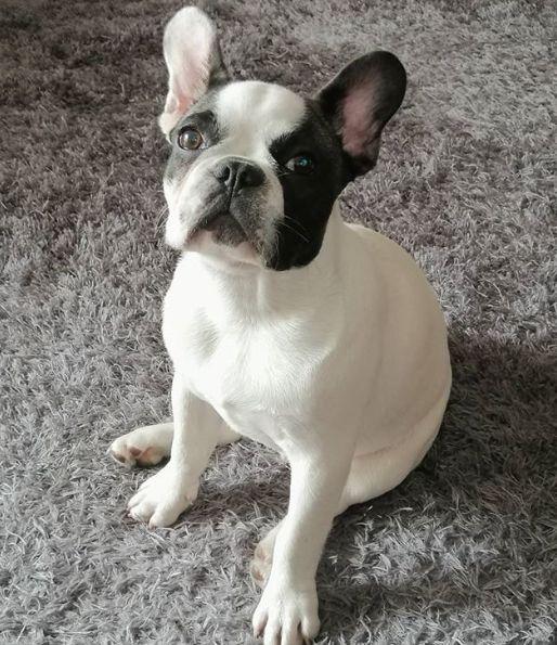 ¿Qué pasa si nota signos de Digestión sensible en su perro?