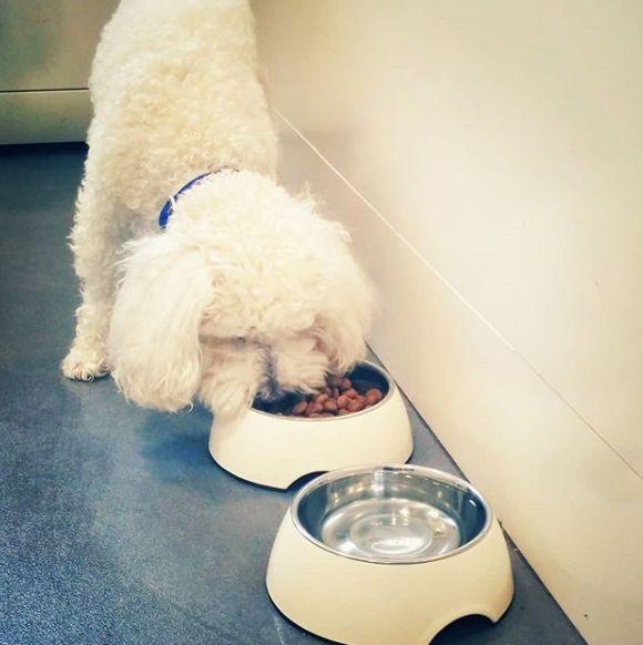 ¿Qué Alimento es adecuado para un Perro con Digestión Sensible?