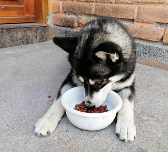 Fisiología de los perros envejecidos