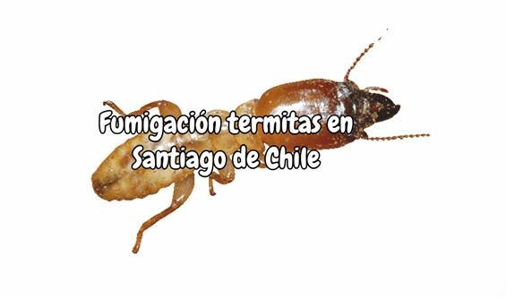 Fumigación termitas en Santiago de Chile