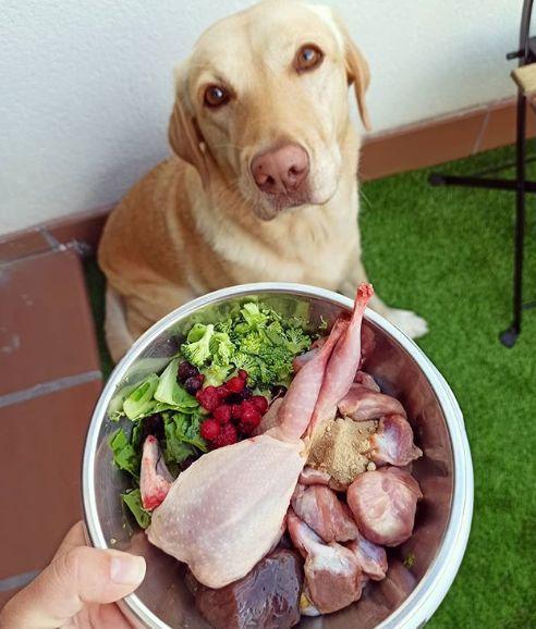Alimento dietético para perros
