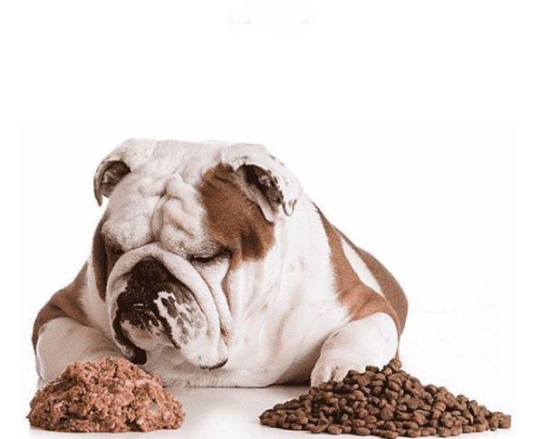 Alimentación dietética y terapéutica de perros