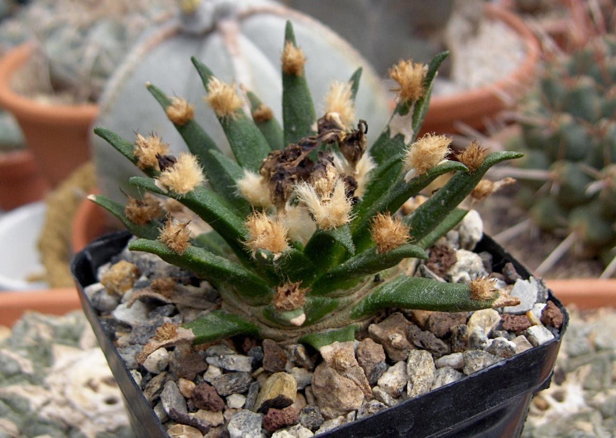 Vista del Ariocarpus agavoides