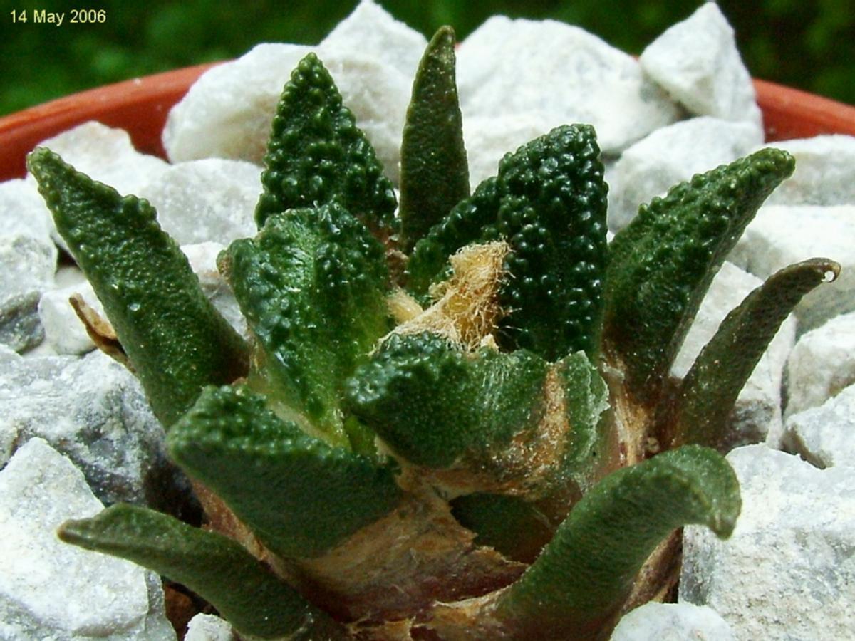 El Ariocarpus bravoanus es un cactus verde