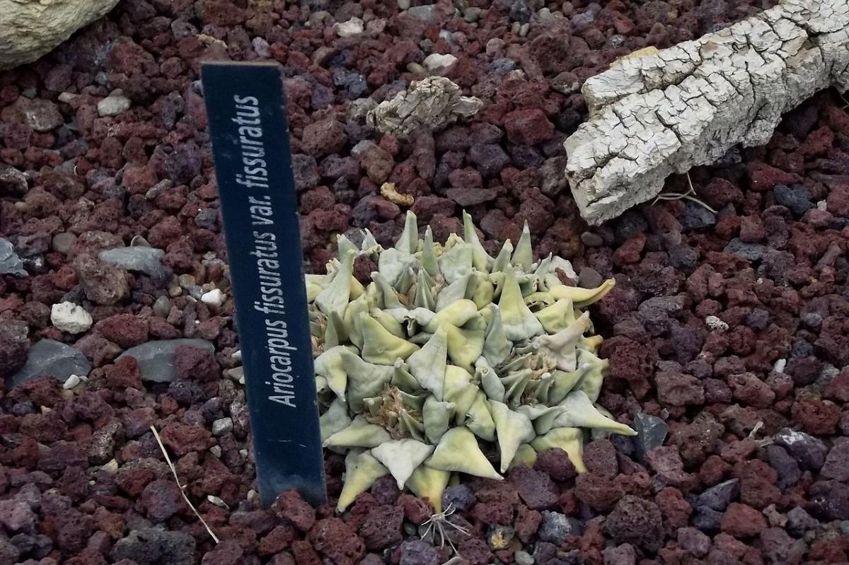 El Ariocarpus fissuratus es una especie mexicana