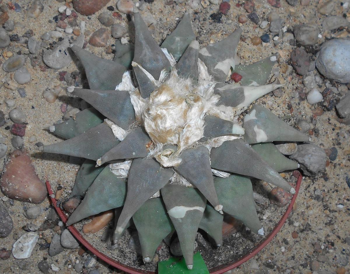 Vista del Ariocarpus furfuraceus adulto