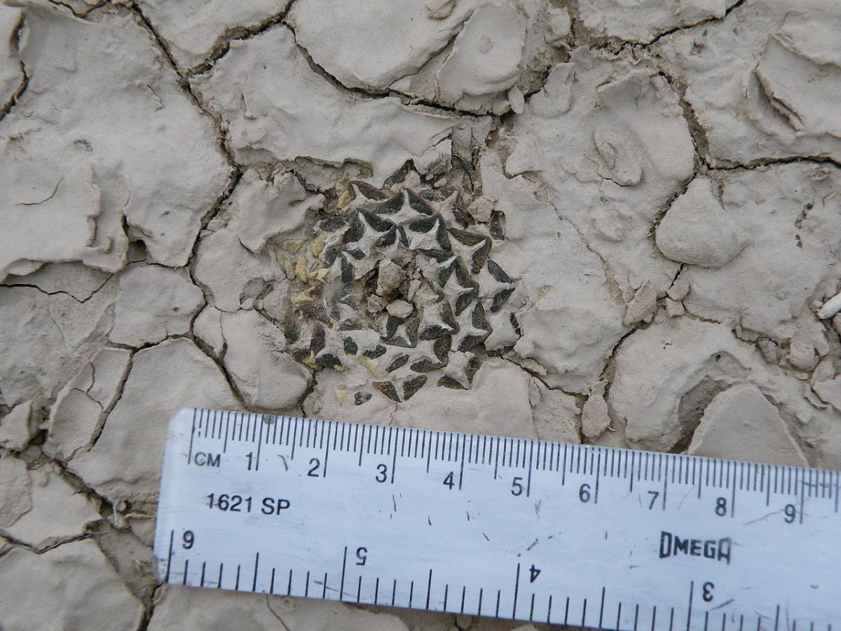 El Ariocarpus kotschoubeyanus es uno de los más pequeños del género