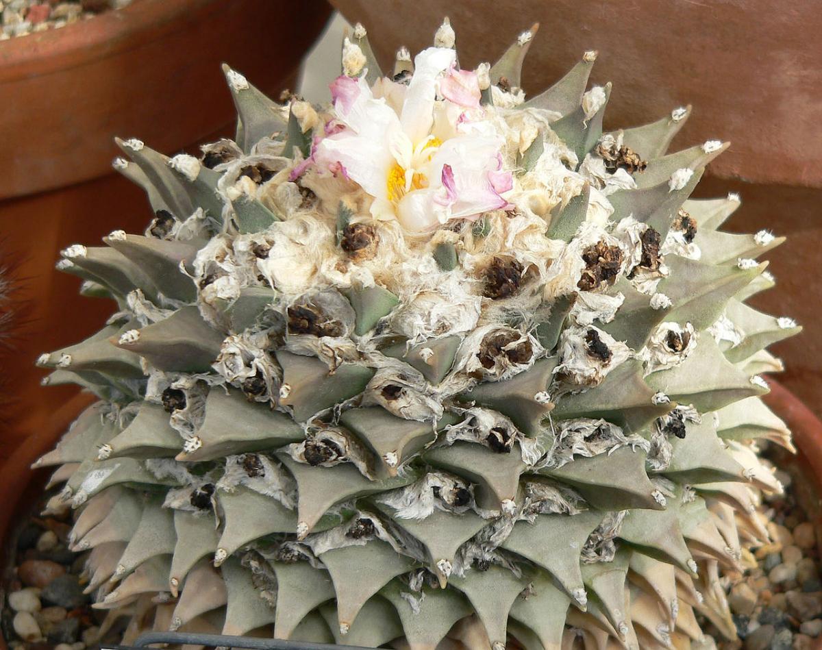 El Ariocarpus retusus es uno de los más grandes del género