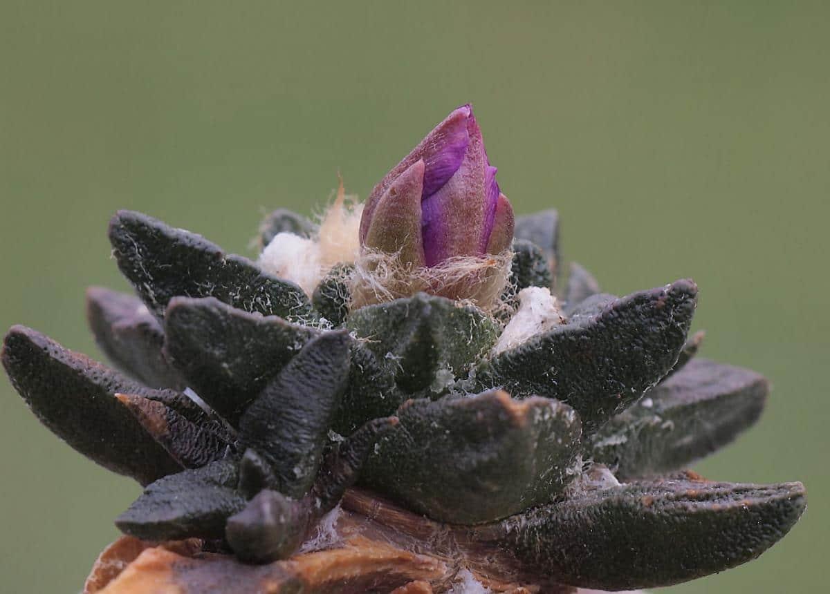 El Ariocarpus scapharostrus es uno de los más bonitos