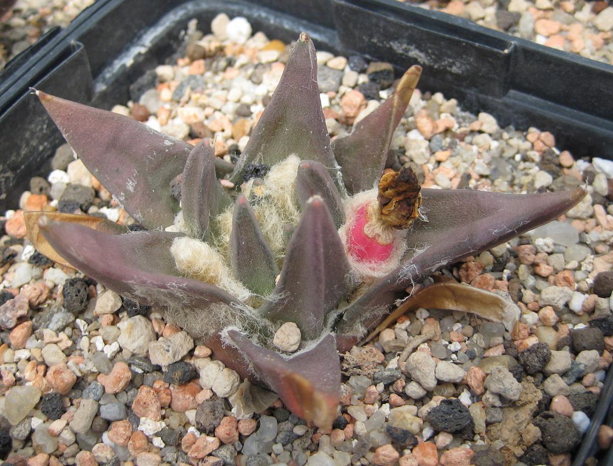 El Ariocarpus trigonus es un cactus de lento crecimiento