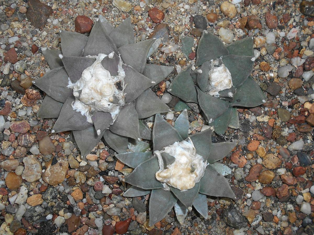 Los Ariocarpus son cactus de lento crecimiento