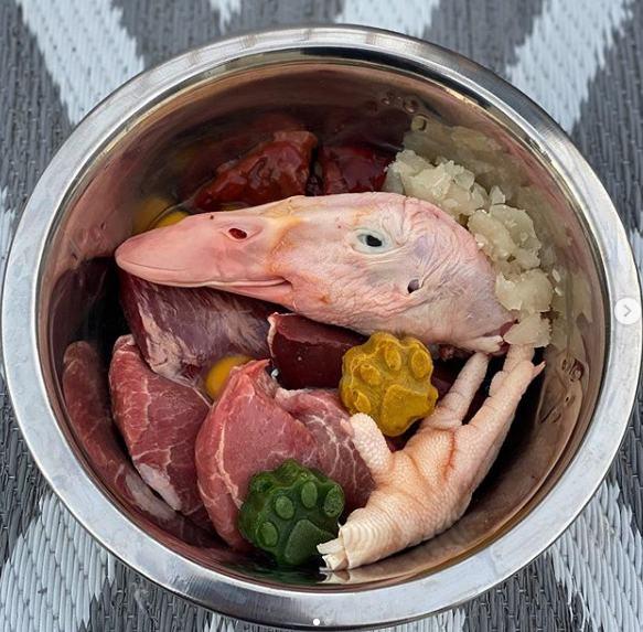 ¿Cómo y qué alimentar a un labrador en casa?