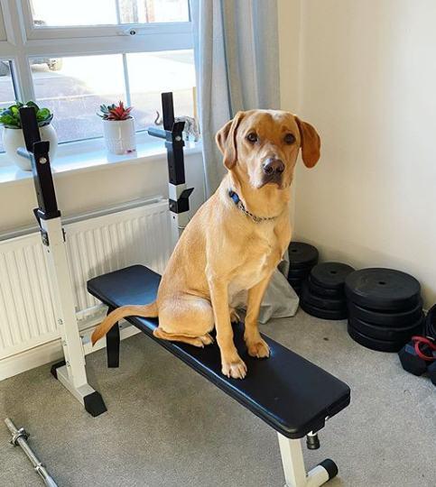 comida para perros labrador