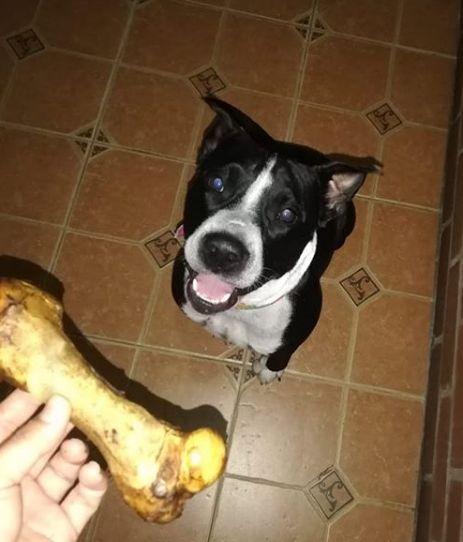 ¿Los huesos artificiales son buenos para los perros?