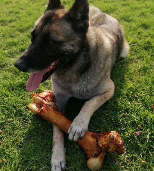 Los huesos artificiales son buenos para los perros