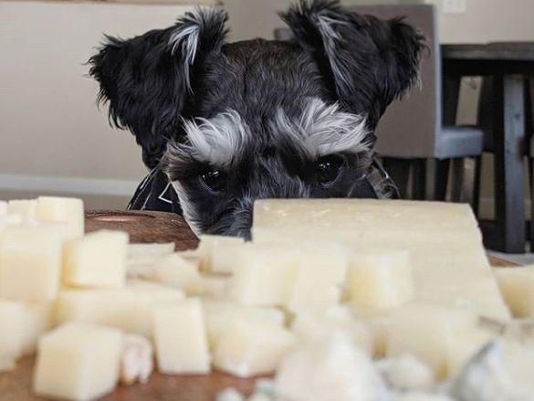¿Pueden los perros comer queso?