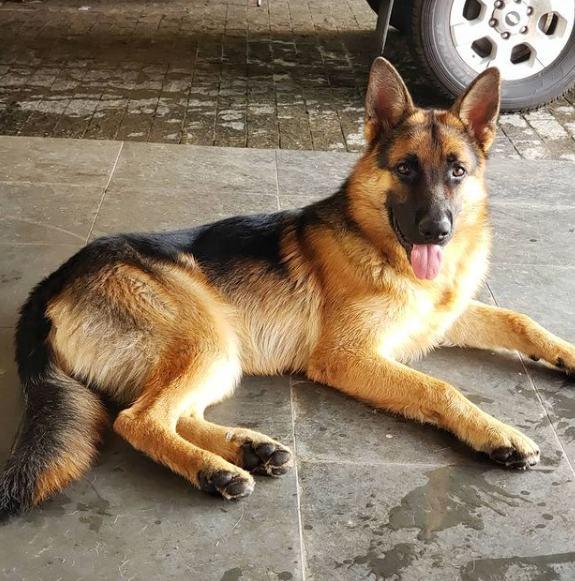 ¿Puedo darle piel de cerdo a un perro?