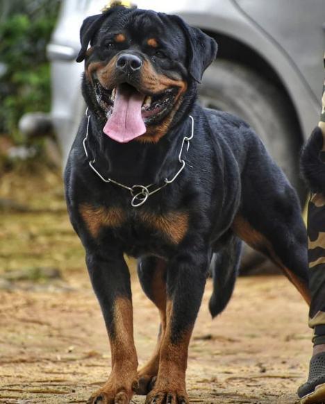 Cómo alimentar a tu perro con cerdo