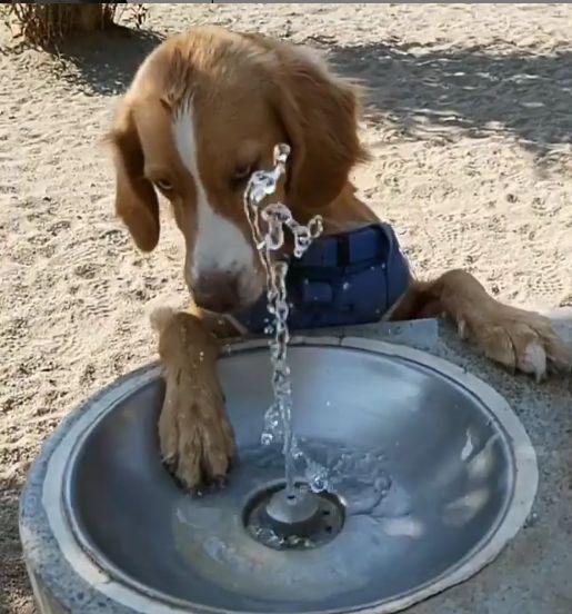 ¿Cuánta agua debe beber un perro al día?