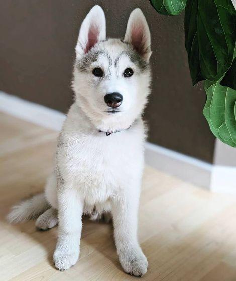 husky siberiano comiendo concentrado