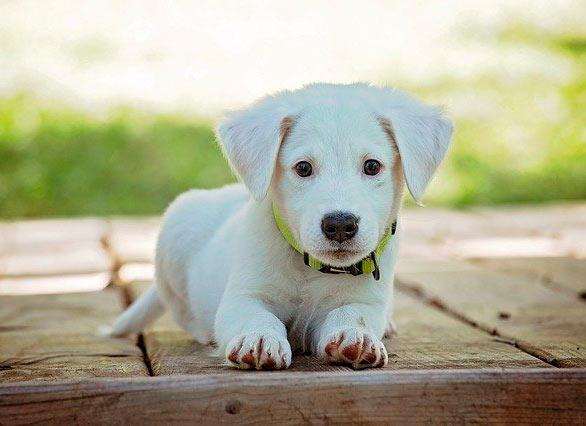 perros son mascotas fáciles de cuidar