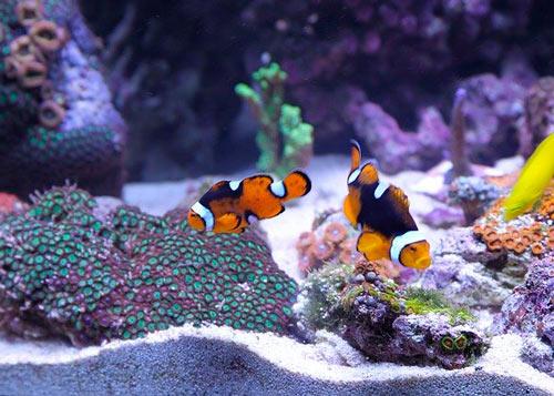 peces, mascotas pequeñas para niños