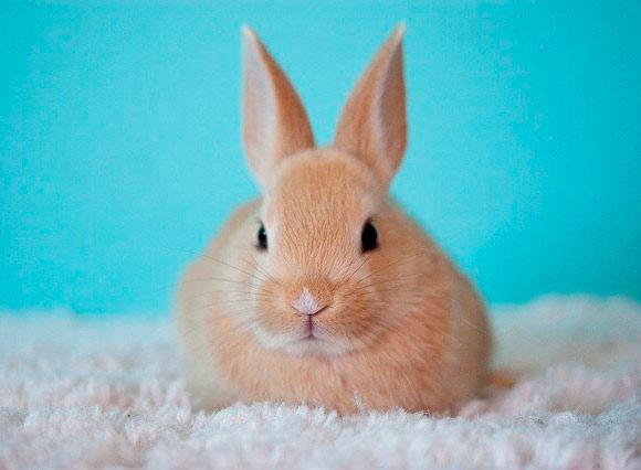 Conejos son mascotas fáciles de cuidar