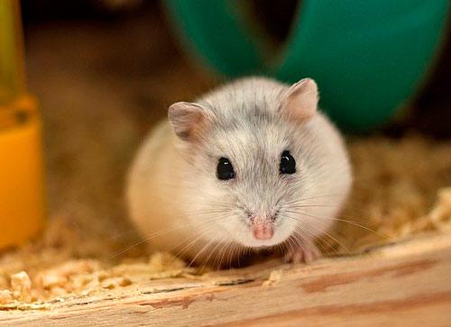 Hámsters mejores mascotas niños