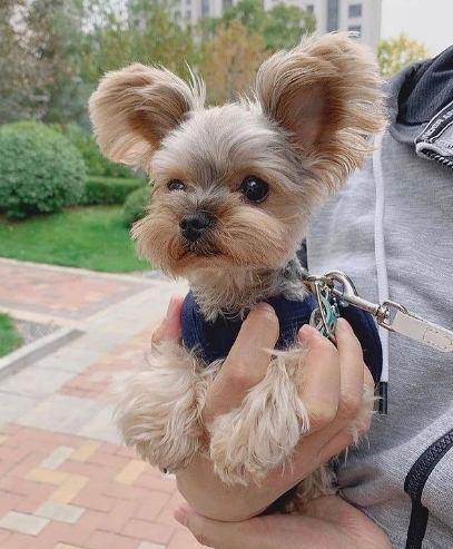 ¿De donde vienen las pulgas?