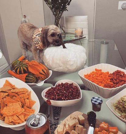 Pienso natural comida para perros