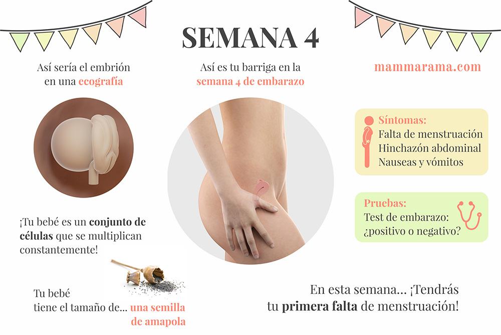 semana 4 de embarazo: síntomas pruebas ecografía tamaño bebé barriga