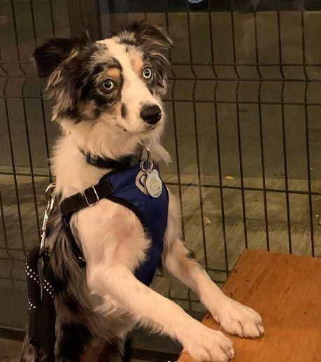 Cómo determinar el grado de condición de un perro