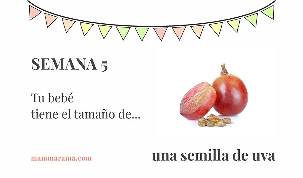 Semana 5 de embarazo: tu bebé tiene el tamaño de una semilla de uva