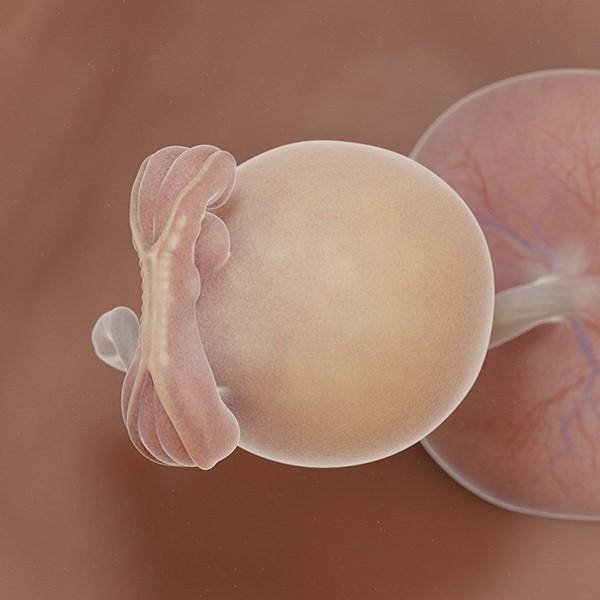 semana 5 de embarazo: ecografía cambios evolución bebé útero