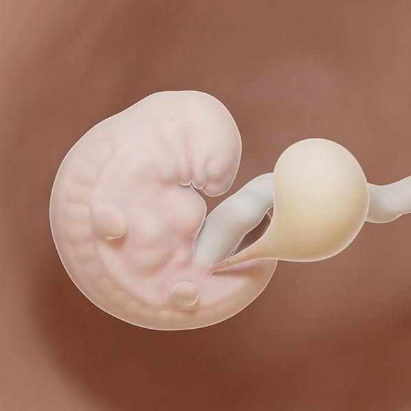 semana 6 de embarazo: ecografía cambios evolución bebé útero