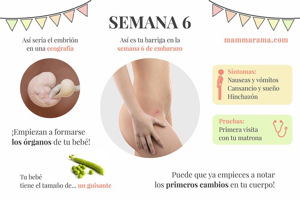 semana 6 de embarazo: síntomas pruebas ecografía tamaño bebé barriga