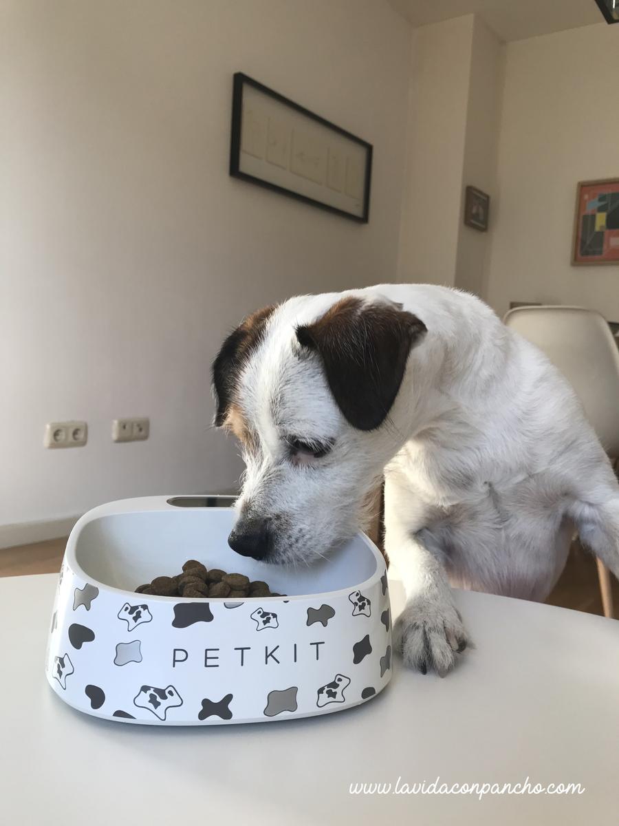 comedero-inteligente-petkit