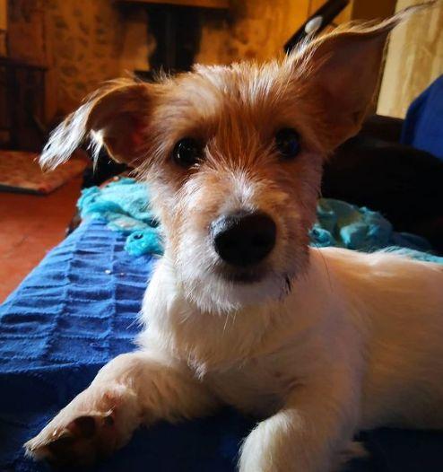 Cómo deshacerse de los ácaros del oído del perro