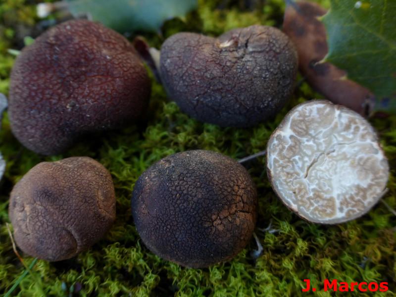 Tuber buendiae. Crédito: Javier Marcos