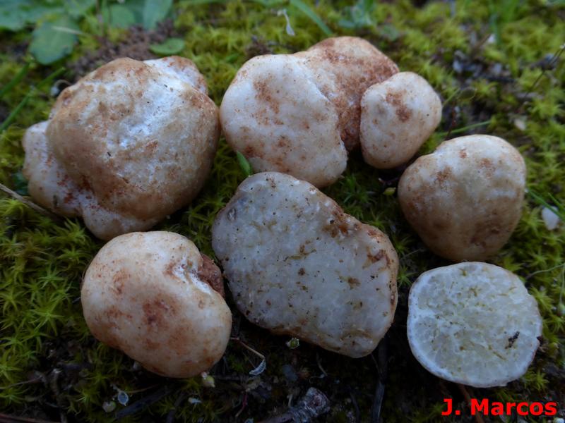 Terfezia albida. Crédito: Javier Marcos