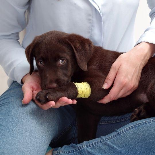 cómo curar una herida a un perro
