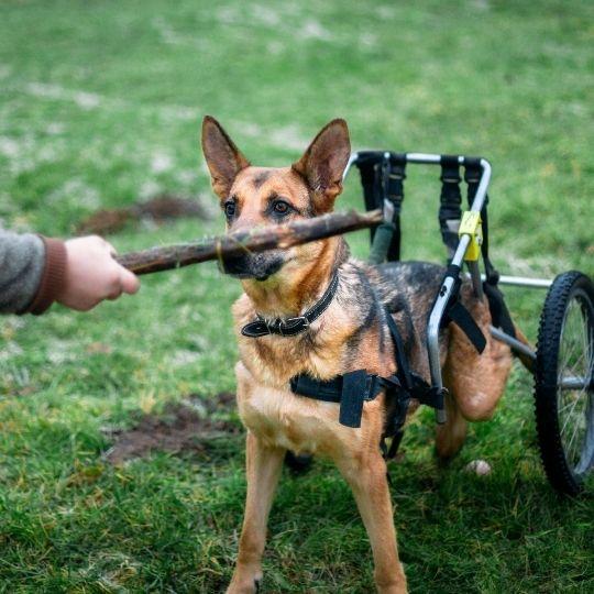 perros con discapacidad