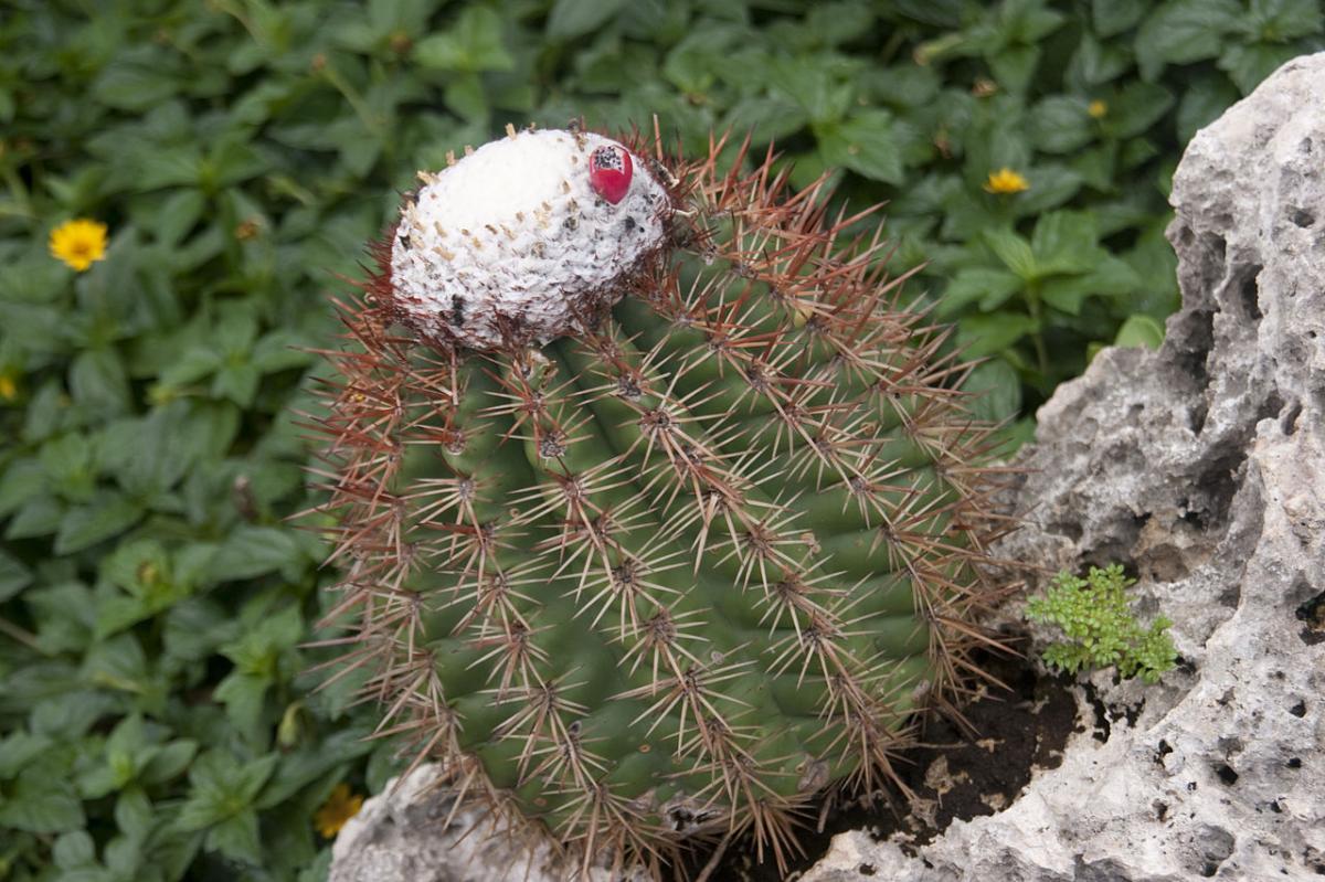 El Melocactus es un cactus de crecimiento lento