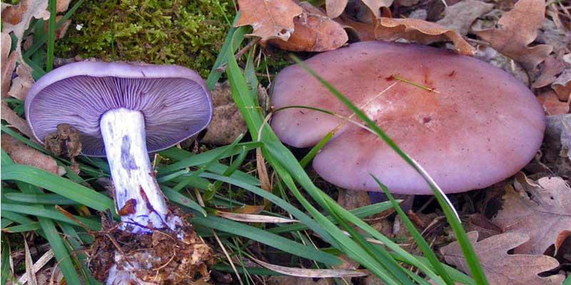 Pie azul lepista nuda