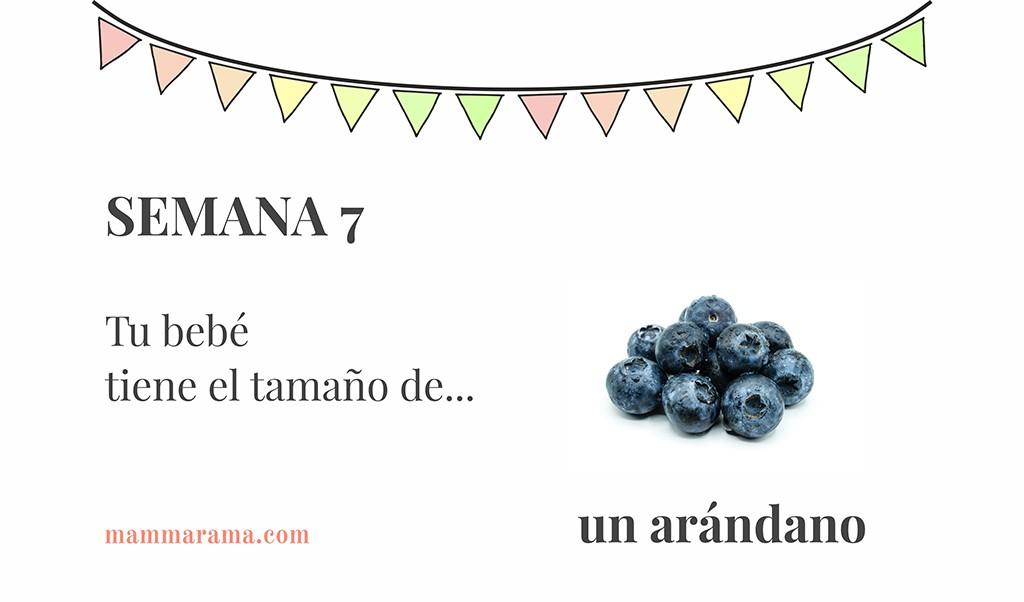 Semana 7 de embarazo: tu bebé tiene el tamaño de un arándano